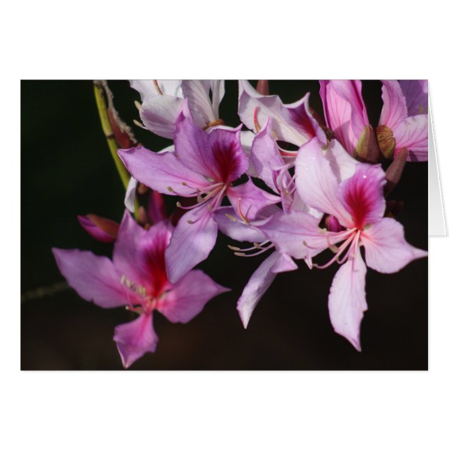 Pink flowers (Front Horizontal)
