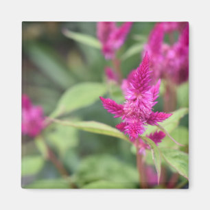 Pink Flowers Celosia Garden Nature Photography Magnet