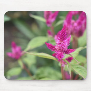 Pink Flowers Celosia Garden Nature Photography Mouse Pad