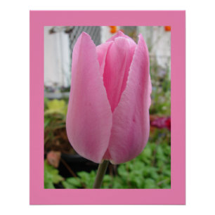 Pink Flowers Floral Tulip Tulips Garden Poster