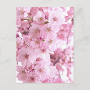 Pink Flowers Japanese Cherry Blossom Postcard