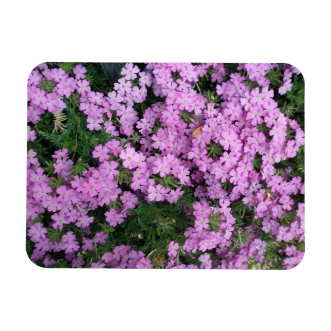 Pink Flowers magnet (Horizontal)