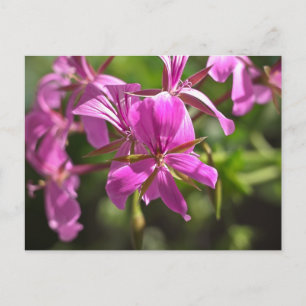 Pink flowers of an ivy leafed geranium postcard