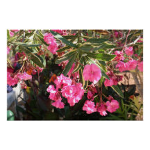 Pink flowers on the tree