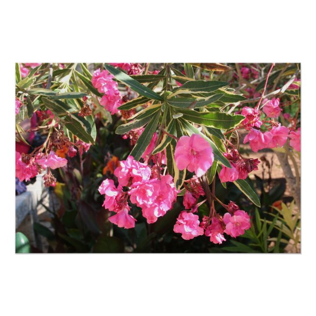 Pink flowers on the tree poster (Front)