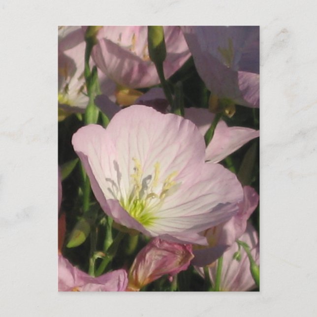 Pink Flowers postcard (Front)