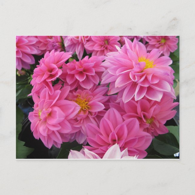 Pink Flowers Postcard (Front)