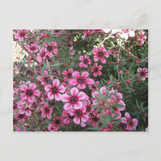 Pink flowers postcard