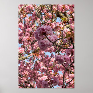 Pink Flowers Poster