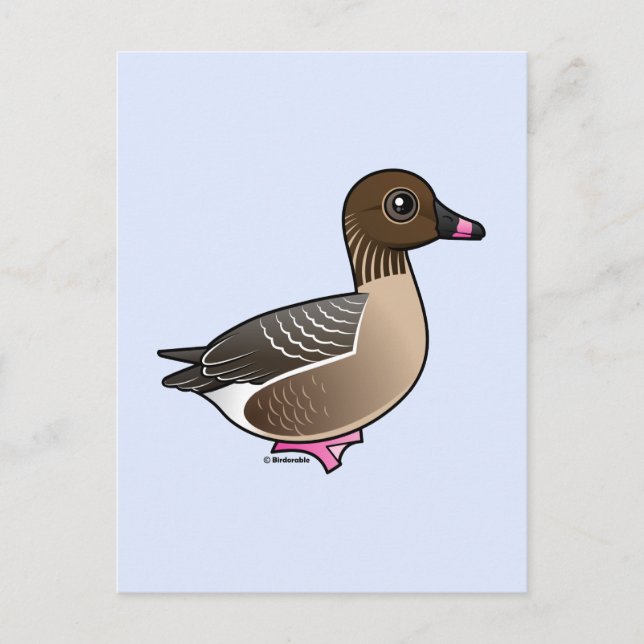 Pink-footed Goose Postcard (Front)