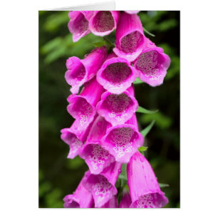 Pink Foxglove Blank Card
