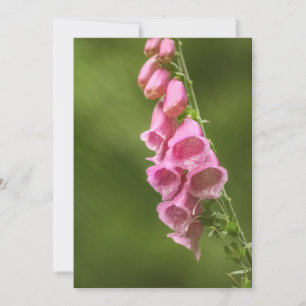 Pink Foxglove Blossom Nature Photo Card