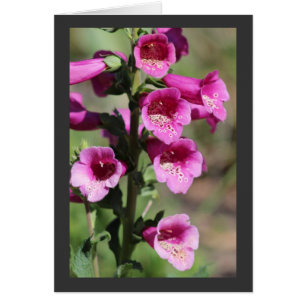 Pink Foxglove card