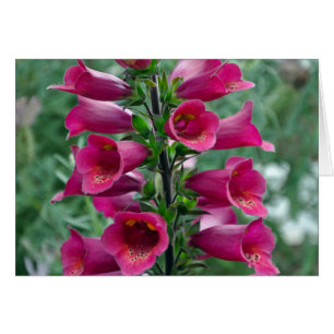 Pink foxglove flowers