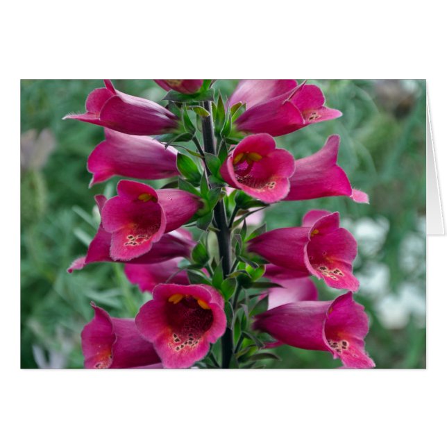 Pink foxglove flowers (Front Horizontal)