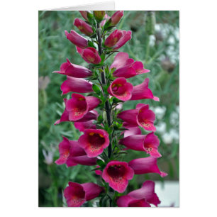 Pink foxglove flowers