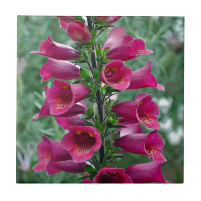 Pink foxglove flowers tile (Front)