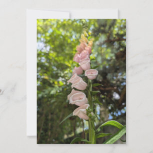 Pink Foxglove in Summer Garden Light Invitation