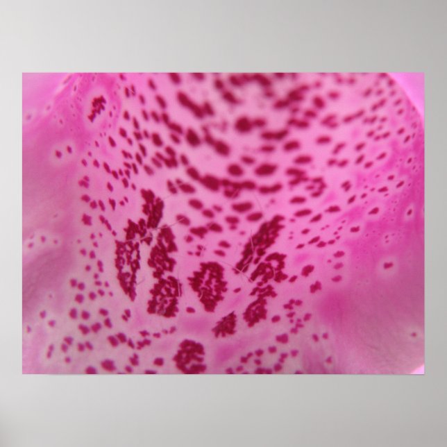 Pink Foxglove Petal Print (Front)