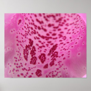 Pink Foxglove Petal Print