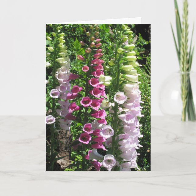 Pink Foxgloves Card (Front)