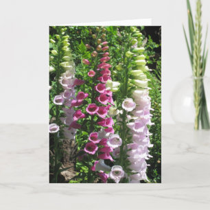 Pink Foxgloves Card