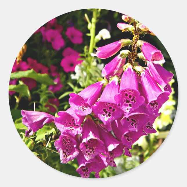 pink foxgloves sticker (Front)
