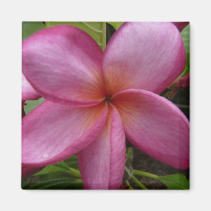 pink frangipani magnet