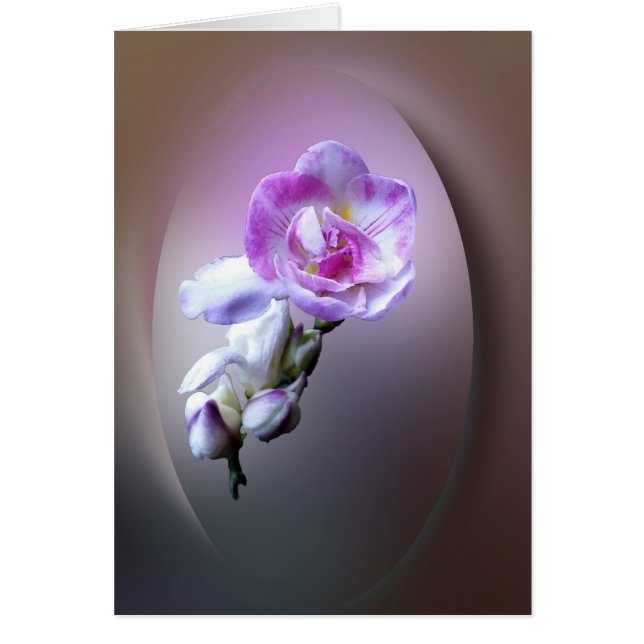 pink freesia flower (Front)