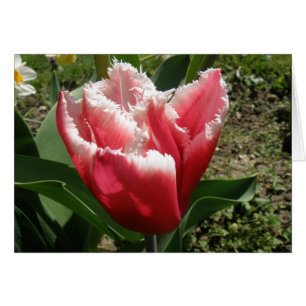 Pink Fringed Tulip Greeting Card