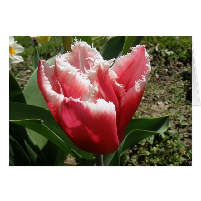 Pink Fringed Tulip Greeting Card (Front Horizontal)