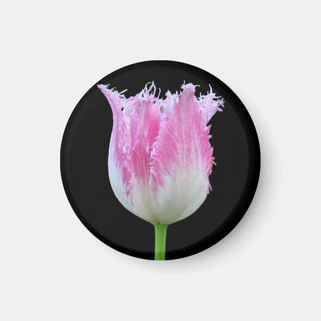 Pink Fringed Tulip Magnet (Front)