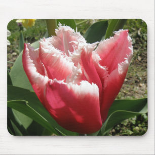 Pink Fringed Tulip Mousepad