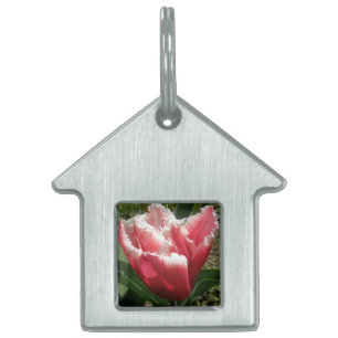 Pink Fringed Tulip Pet Tag