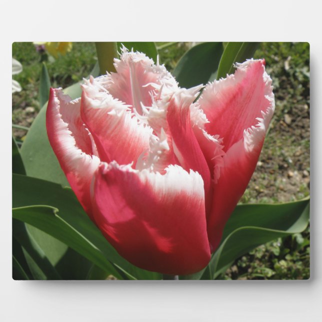 Pink Fringed Tulip Plaque (Front)
