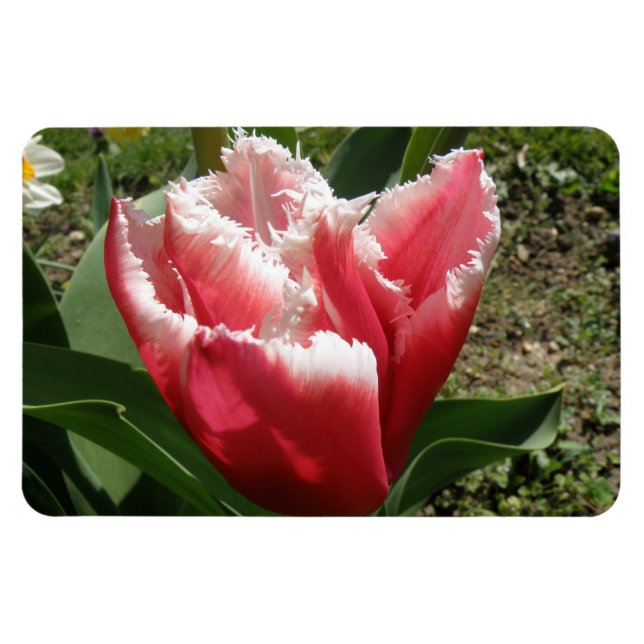 Pink Fringed Tulip Premium Magnet (Horizontal)
