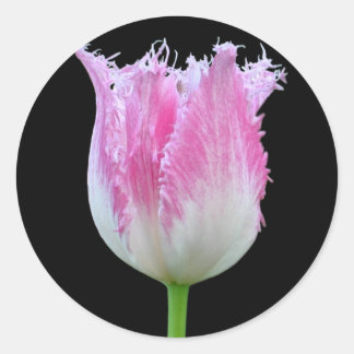 Pink Fringed Tulip Stickers