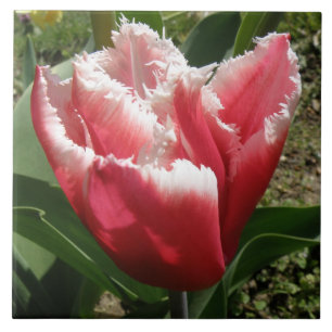 Pink Fringed Tulip Tile