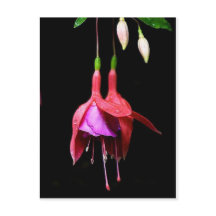 Pink Fuchsia Flower