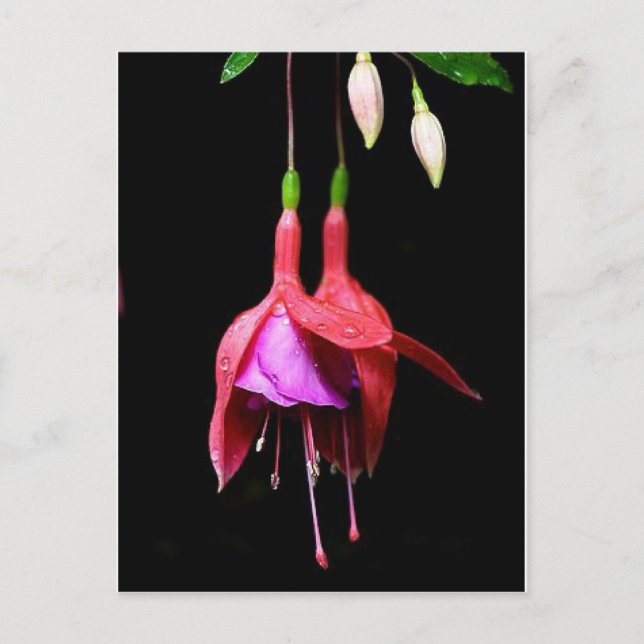 Pink Fuchsia Flower Postcard (Front)