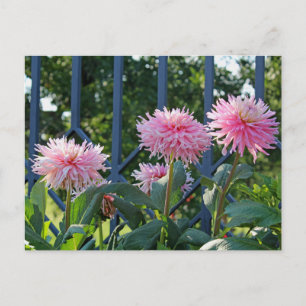 Pink Fuji Mums Postcard