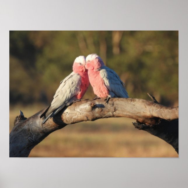 Pink Galahs Poster (Front)
