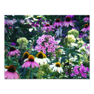 Pink Garden Phlox Landscape with Cone Flowers Photo Print