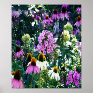 Pink Garden Phlox Landscape with Cone Flowers Poster