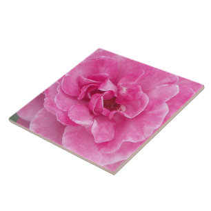 Pink Garden Rose large Tile