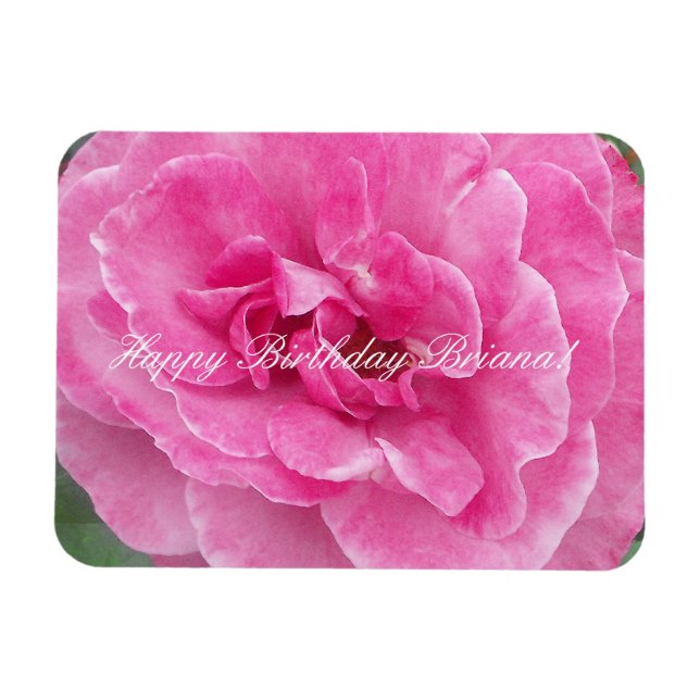 Pink Garden Rose Magnet (Horizontal)