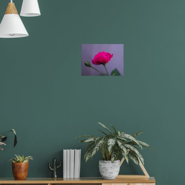 Pink Garden Rose Poster (Living Room 1)