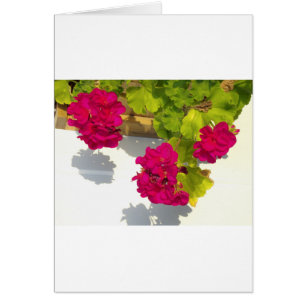 Pink Geranium