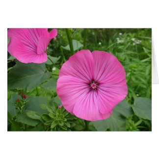 Pink Geranium