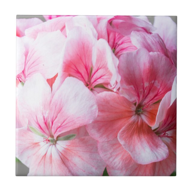 Pink geranium flower ceramic tile (Front)
